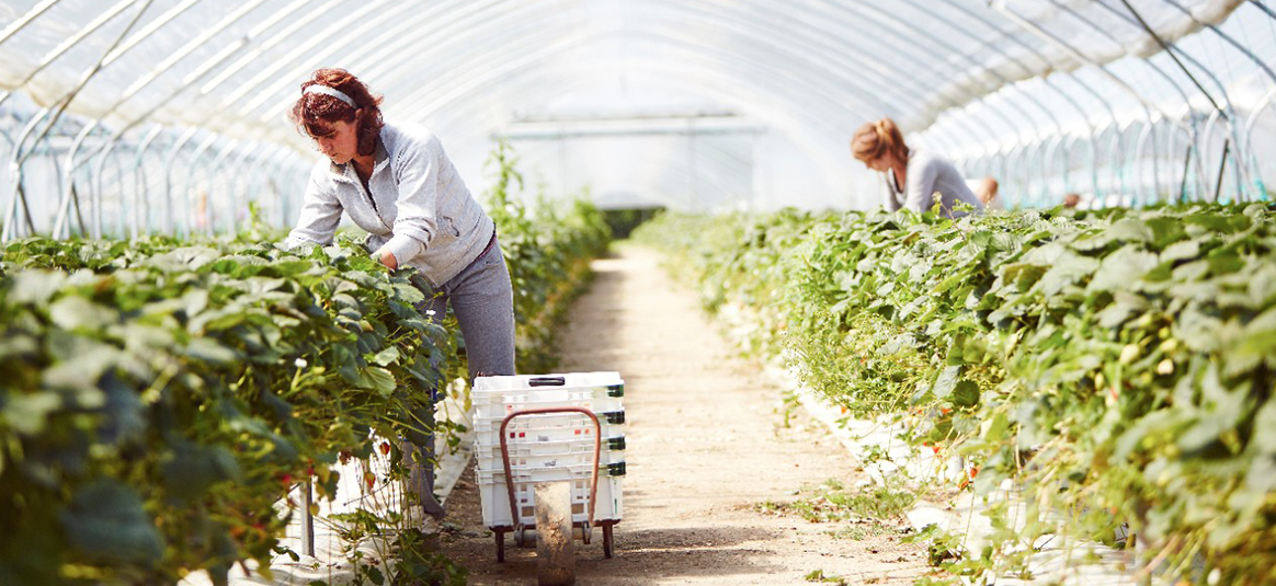 2 workers picking crops