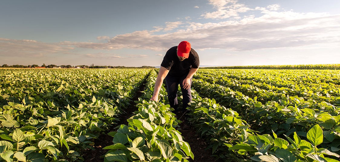 Farmer in a field inspecting the plants