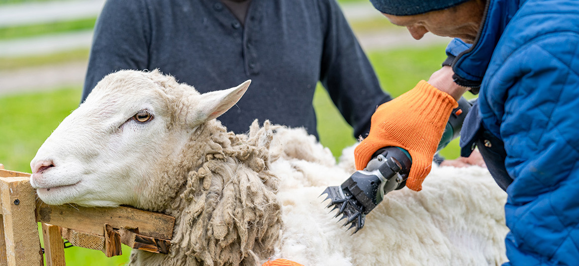 photo of a sheep beeing sheared