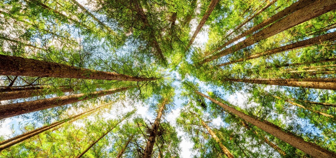 photo in forest looking up through trees