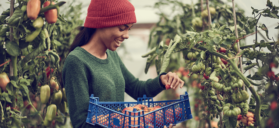 Farmer tending peppers