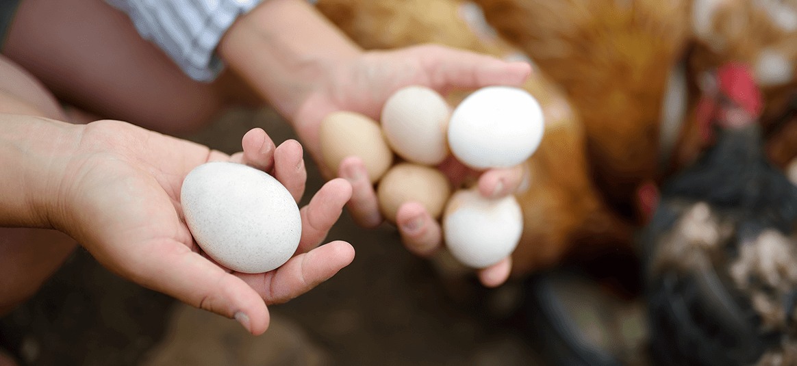 Hands holding some eggs