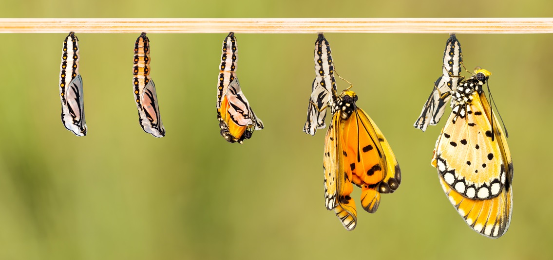 Five stages of a caterpillar turning into a butterfly