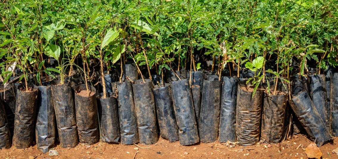 Row of plants in bags