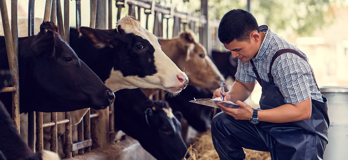 Dairy cows and farmer