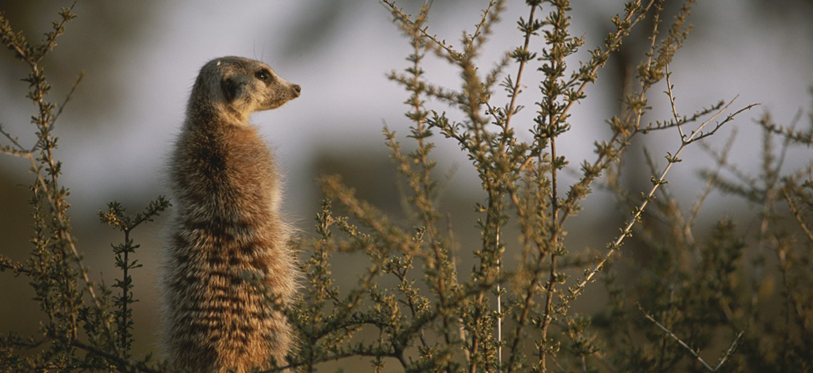 Photo of an standing alert meercat in the wild